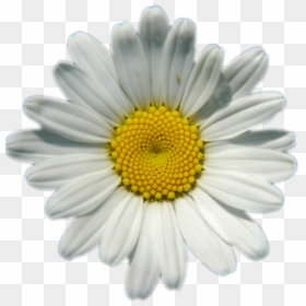 Transparent Background Daisy Png Transparent, Png Download - daisy outline png