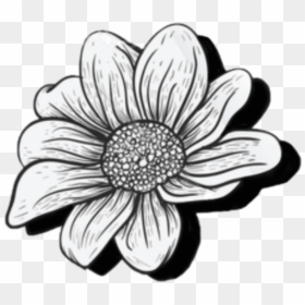 African Daisy, HD Png Download - daisy outline png