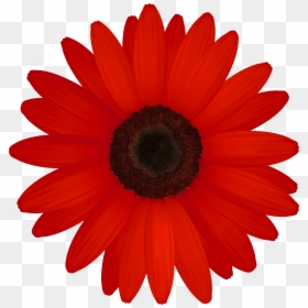 Clip Art Daisy, HD Png Download - daisy outline png