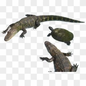 American Crocodile, HD Png Download - alligator clipart png