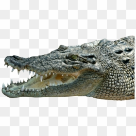 Saltwater Crocodile Png, Transparent Png - alligator clipart png