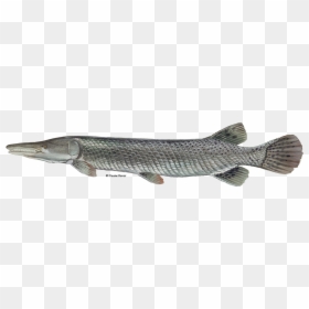 Alligator Gar Fish Png, Transparent Png - alligator clipart png