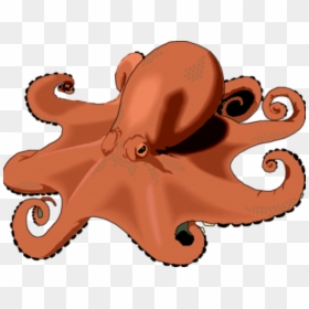 Real Octopus Clipart, HD Png Download - octopus clipart png