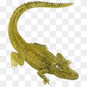 American Crocodile, HD Png Download - alligator silhouette png