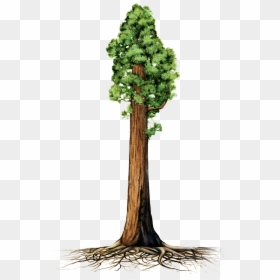 Sequoia Tree Clip Art, HD Png Download - trees clipart png