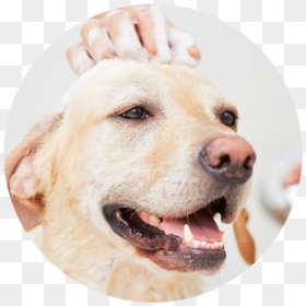 Shampoo Dog Hair, HD Png Download - sandy png