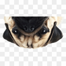 Pug Png, Transparent Png - pugs png