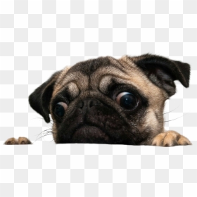 Dog Looking At Treat, HD Png Download - pugs png