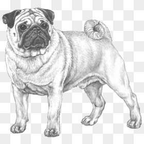 Black And White Pug Png, Transparent Png - pugs png