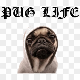 Pug, HD Png Download - pugs png