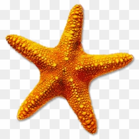 Starfish Transparent Background, HD Png Download - starfish cartoon png