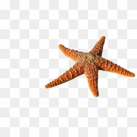 Real Starfish Transparent Background, HD Png Download - starfish cartoon png