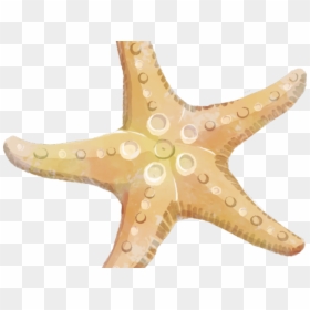 Dangerous Starfish Transparent Background, HD Png Download - starfish cartoon png