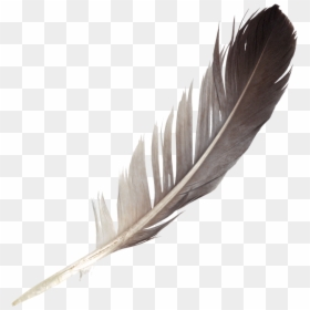 Feather Png, Transparent Png - feather boa png