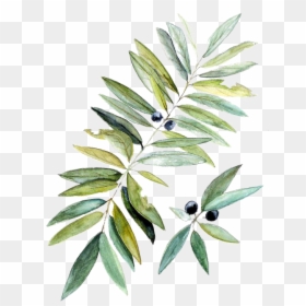 Olive Branch Watercolor Transparent Background, HD Png Download - watercolor leaf png