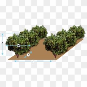 Plantation, HD Png Download - row of trees png