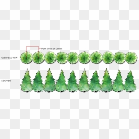 Thuja Green Giant Spacing, HD Png Download - row of trees png