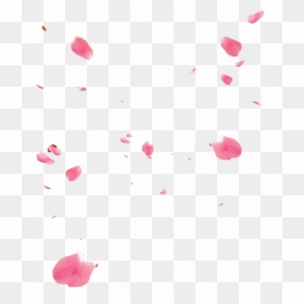 Rose, HD Png Download - pink petals png