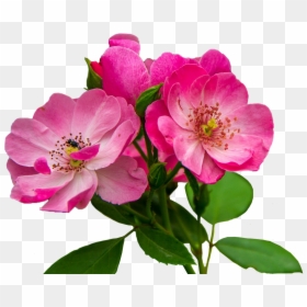 Iowa State Flower, HD Png Download - pink petals png