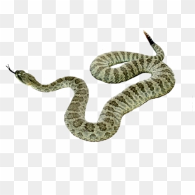 Portable Network Graphics, HD Png Download - snake icon png