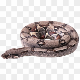 Boa Constrictor Png, Transparent Png - snake icon png