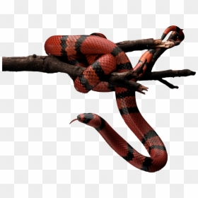 Red Snake Png, Transparent Png - snake icon png