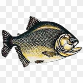 Primeiros Peixes Com Mandibulas, HD Png Download - piranha png