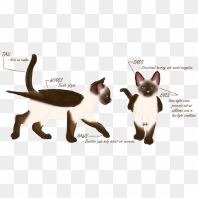 Siamese, HD Png Download - cat scratch png