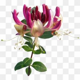 Honeysuckle Flower Png, Transparent Png - honeysuckle png