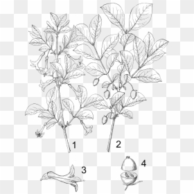 Drawings Of Honeysuckles, HD Png Download - honeysuckle png