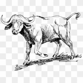 Buffalo Clipart Black And White, HD Png Download - buffalo silhouette png
