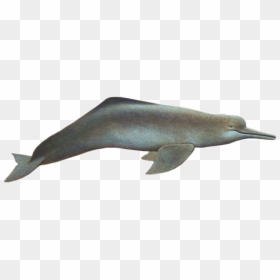 South Asian River Dolphin Png, Transparent Png - pink dolphin png