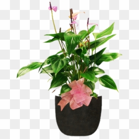 Flowerpot, HD Png Download - japanese flowers png