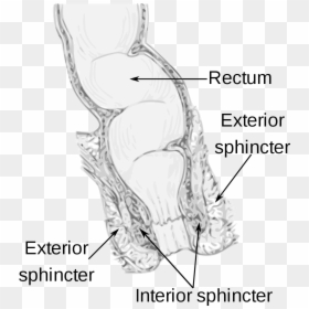 M Sfincter Ani Externus, HD Png Download - lower 3rd png