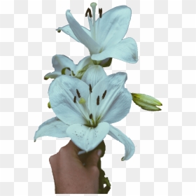 Stargazer Lily, HD Png Download - funeral flowers png