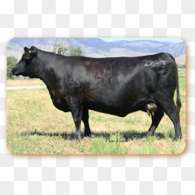 Dairy Cow, HD Png Download - diamond .png