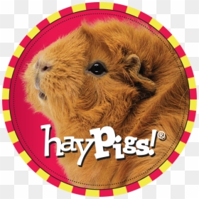 Miss Piggy Png, Transparent Png - miss piggy png