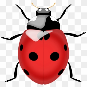 Ladybug Png, Transparent Png - lady bugs png
