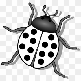Bug Black And White, HD Png Download - lady bugs png