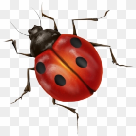 Ladybug Transparent Background, HD Png Download - lady bugs png