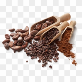 Foods Catechin, HD Png Download - cocoa beans png