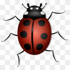 Animals That Has 6 Legs, HD Png Download - lady bugs png