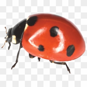 Ladybird Png, Transparent Png - lady bugs png