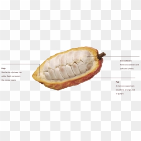 Does Cocoa Come, HD Png Download - cocoa beans png