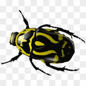 Insect Clipart, HD Png Download - lady bugs png