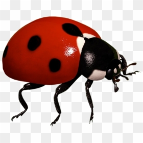 Ladybug Insect Transparent Background, HD Png Download - lady bugs png
