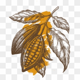 Cacao Tree Drawing, HD Png Download - cocoa beans png