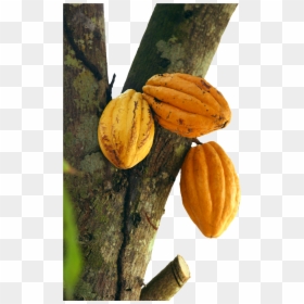 Arbol De Cacao Png, Transparent Png - cocoa beans png