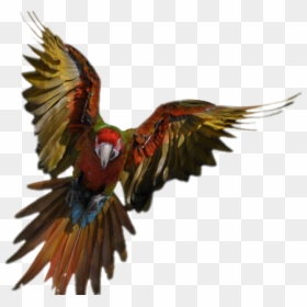 Flying Parrot, HD Png Download - moab png