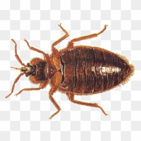 Bed Bugs, HD Png Download - bed bug png